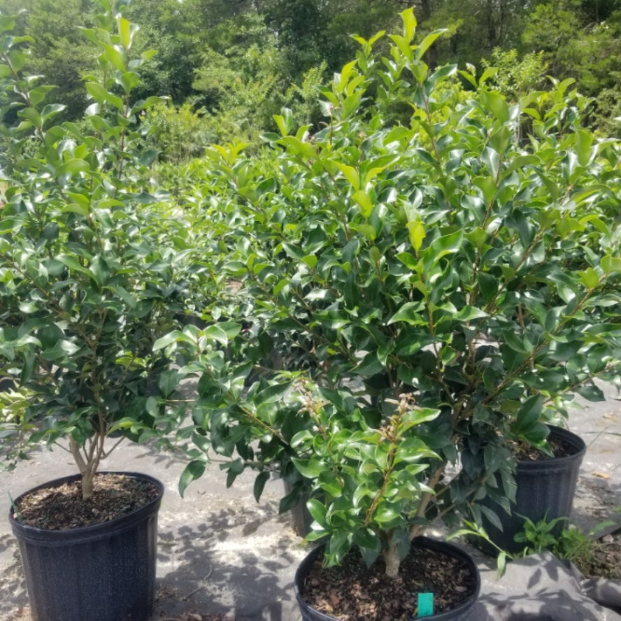 Ligustrum, Recurve Privet 3g | BPS Nurseries